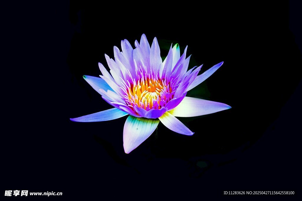 梦幻紫色睡莲绽放