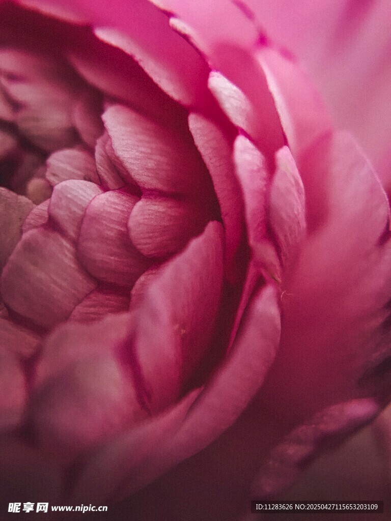 粉红芍药花特写