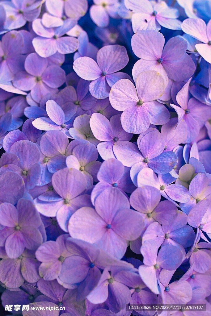 梦幻紫色绣球花绽放
