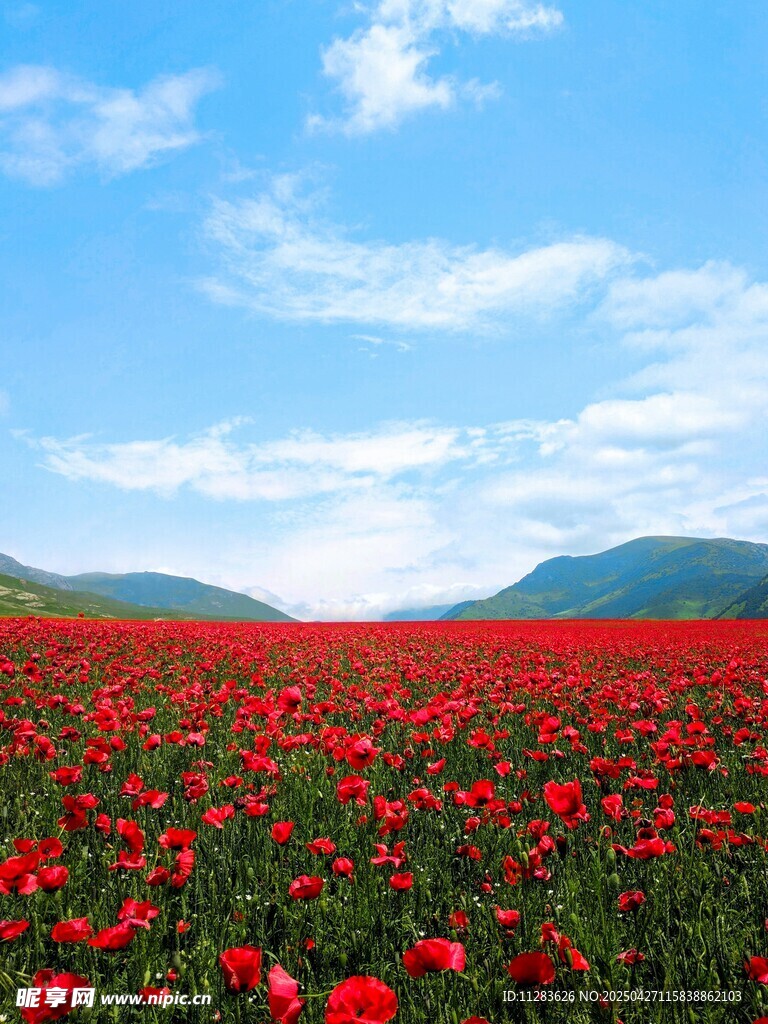 红色郁金香