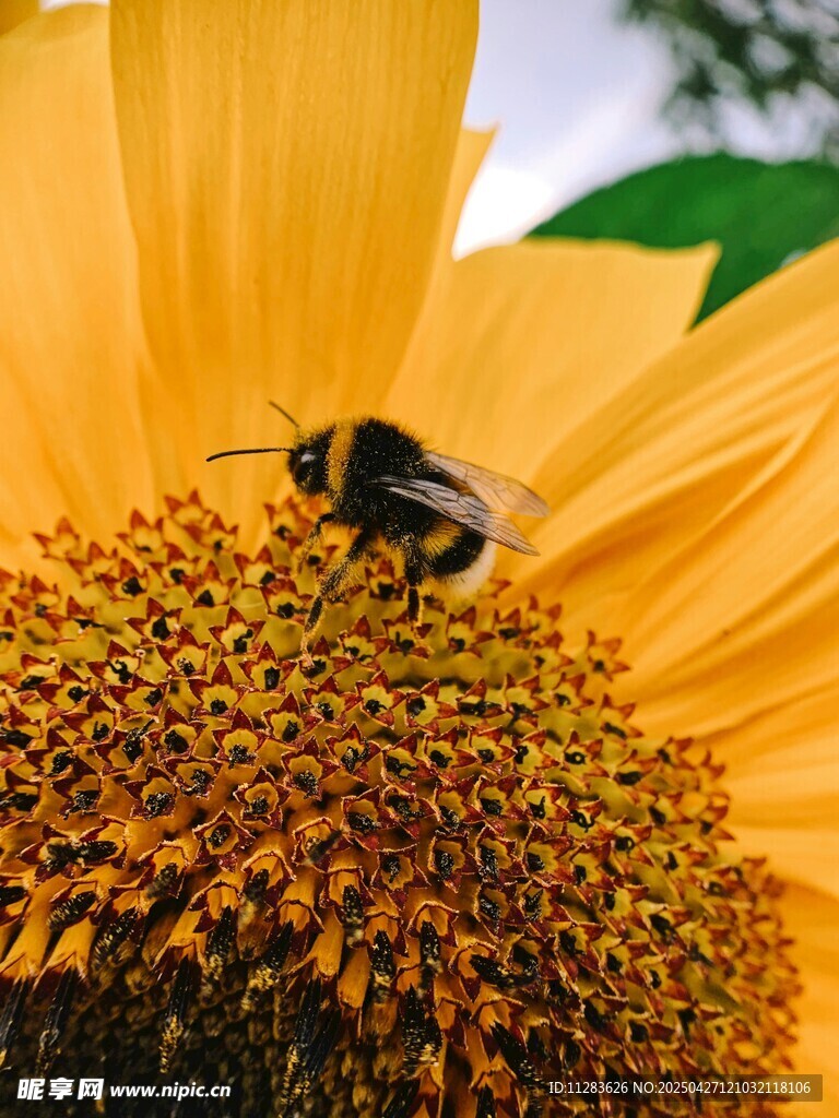 蜜蜂停留在向日葵花盘上