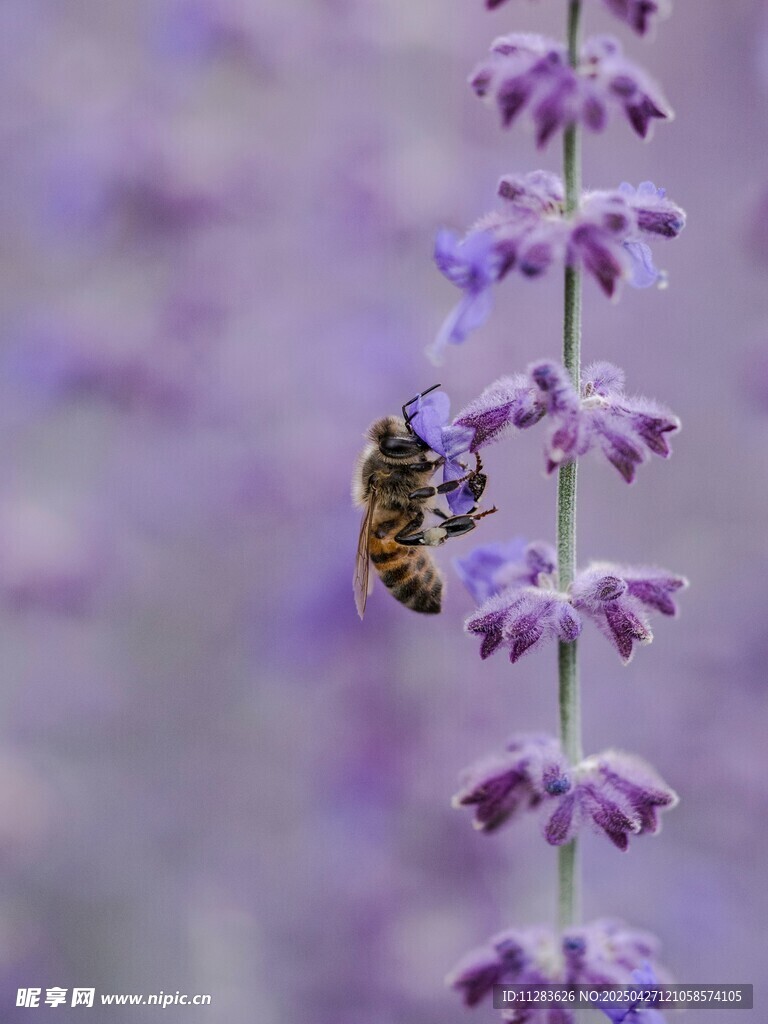 蜜蜂采蜜于紫色花朵间