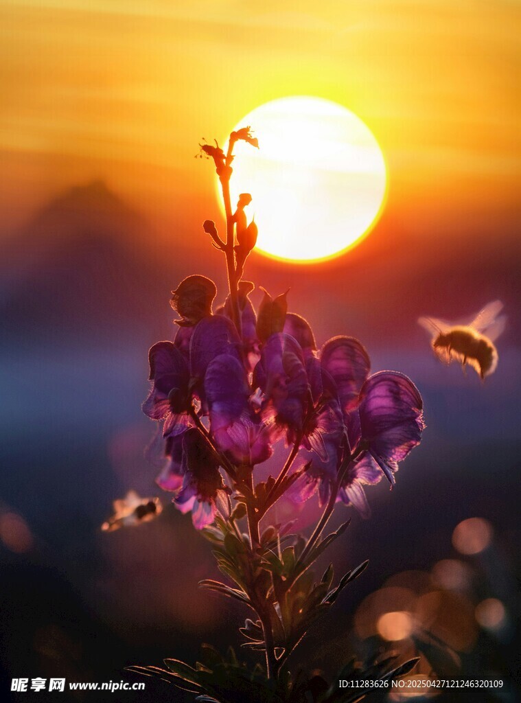夕阳下蜜蜂采蜜