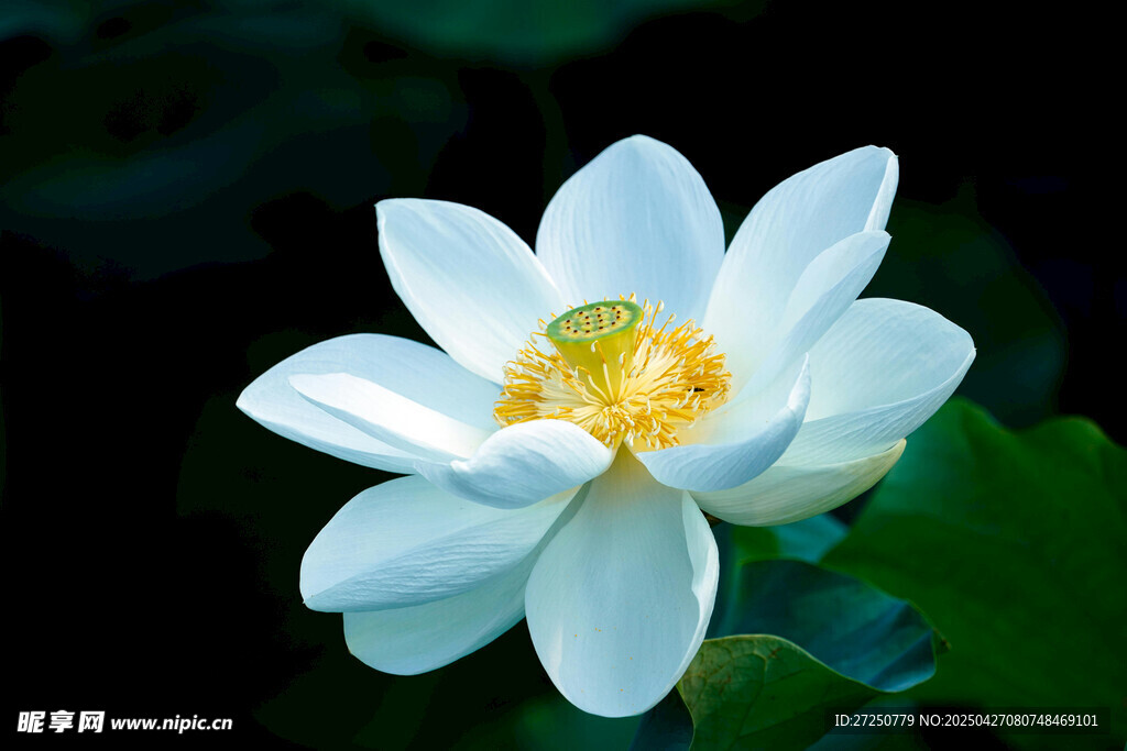 洁白绽放的美丽荷花