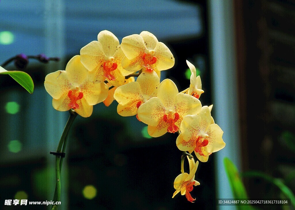 黄色蝴蝶兰绽放美丽