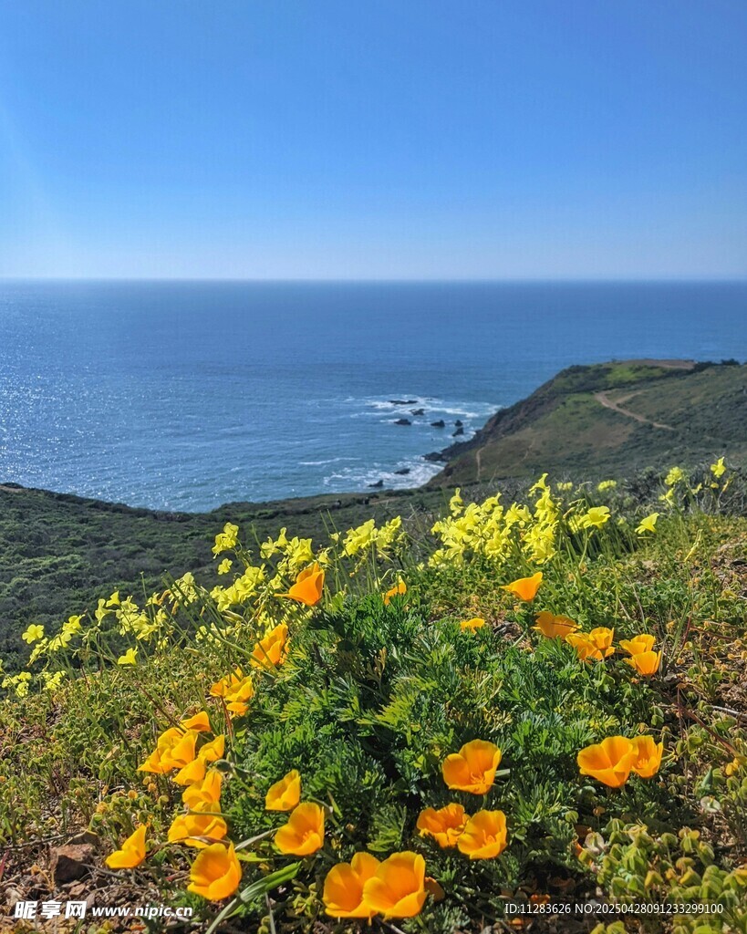 海边山坡上的灿烂金盏花