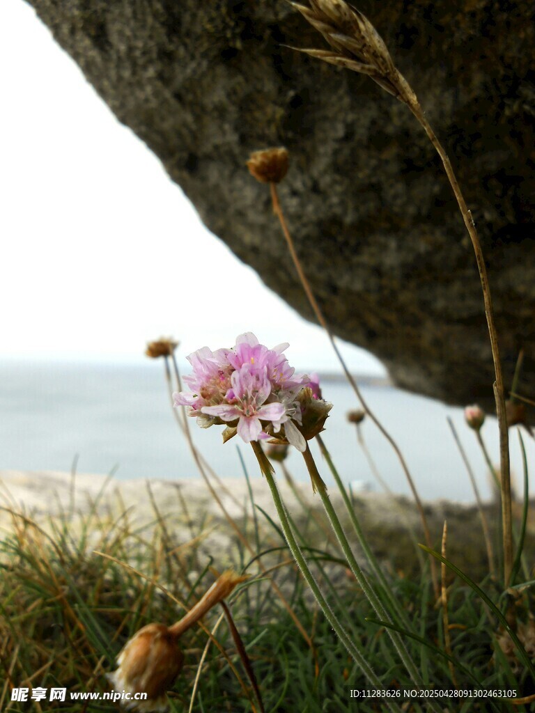 野菊花