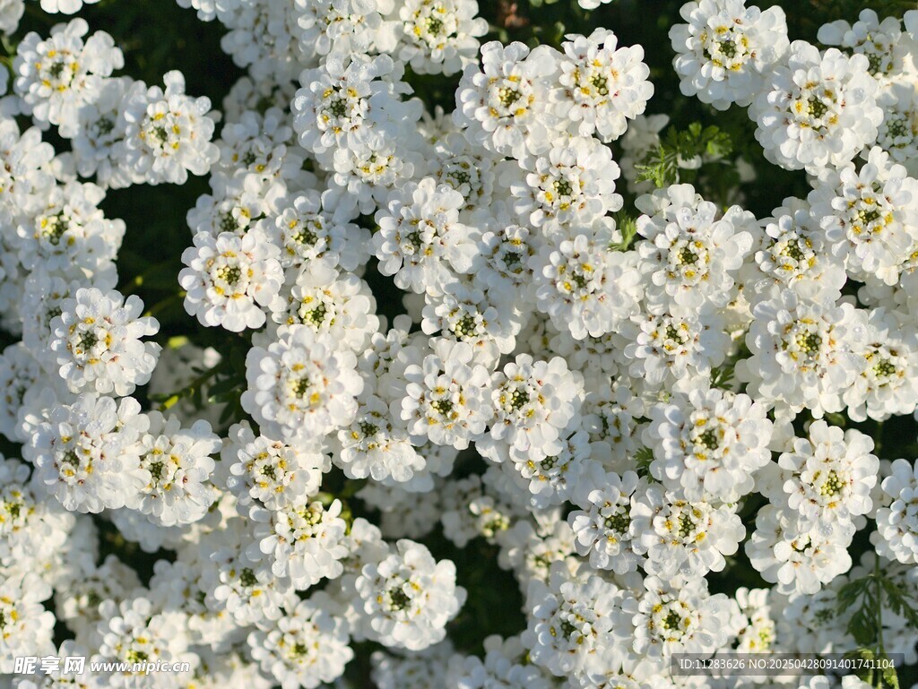 白色绣球花