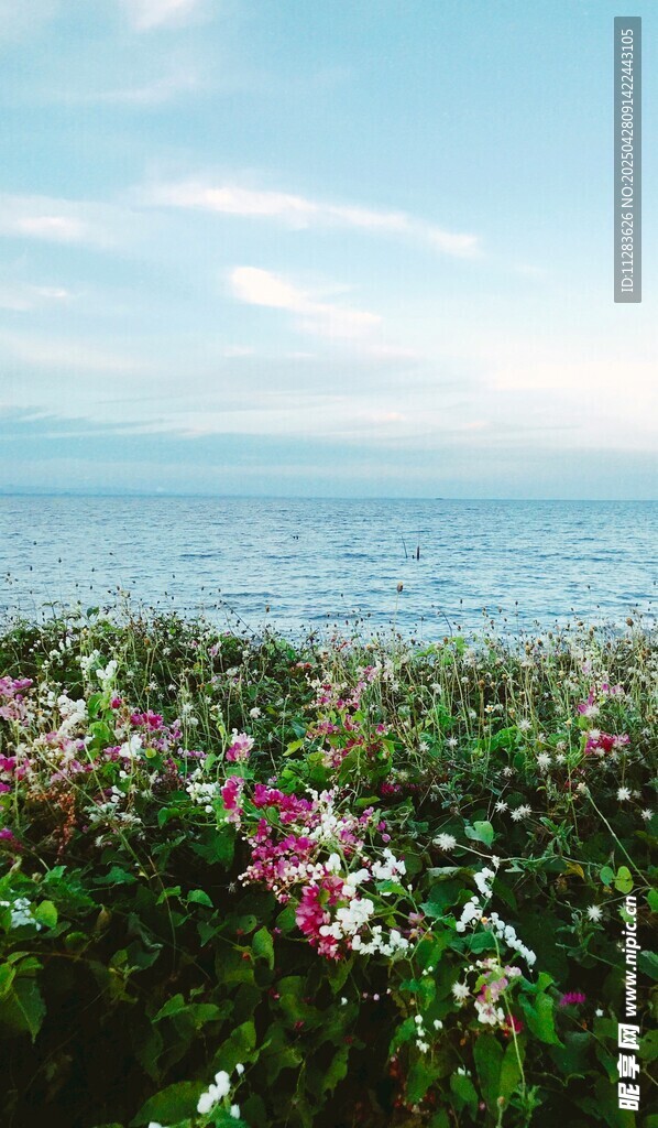 海边太阳花