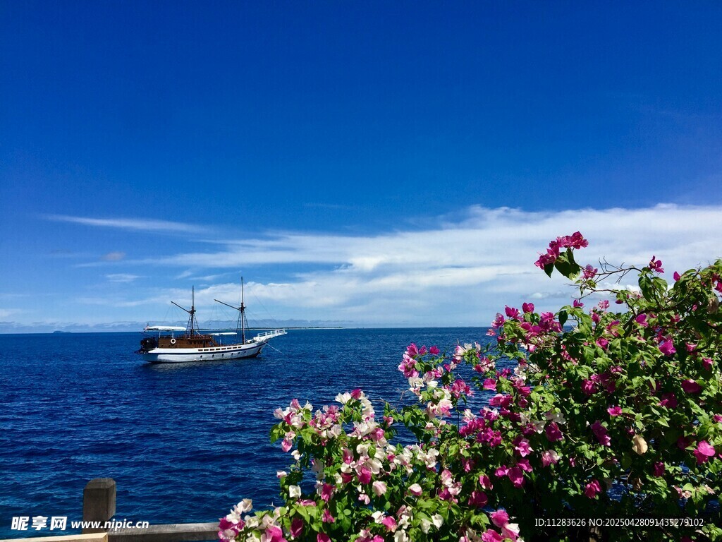 海边杜鹃花