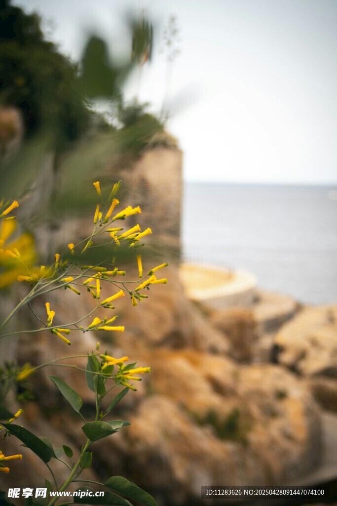 海边绽放的迎春花
