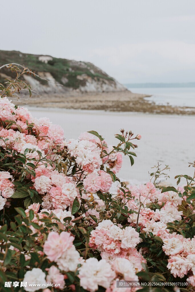海边芍药