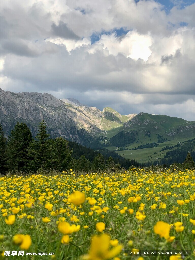 山间黄花油菜花