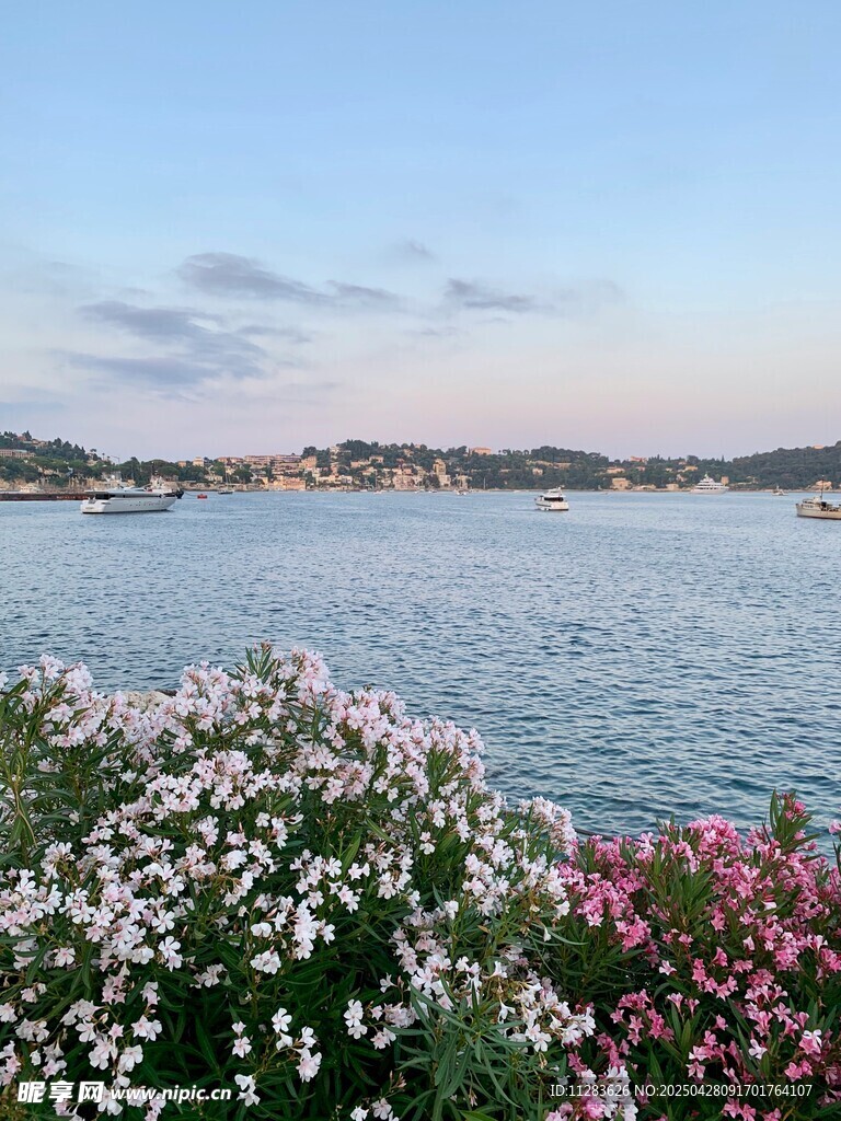 湖畔菊花