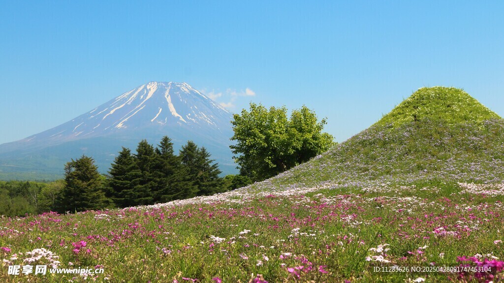 山下烂漫野菊花