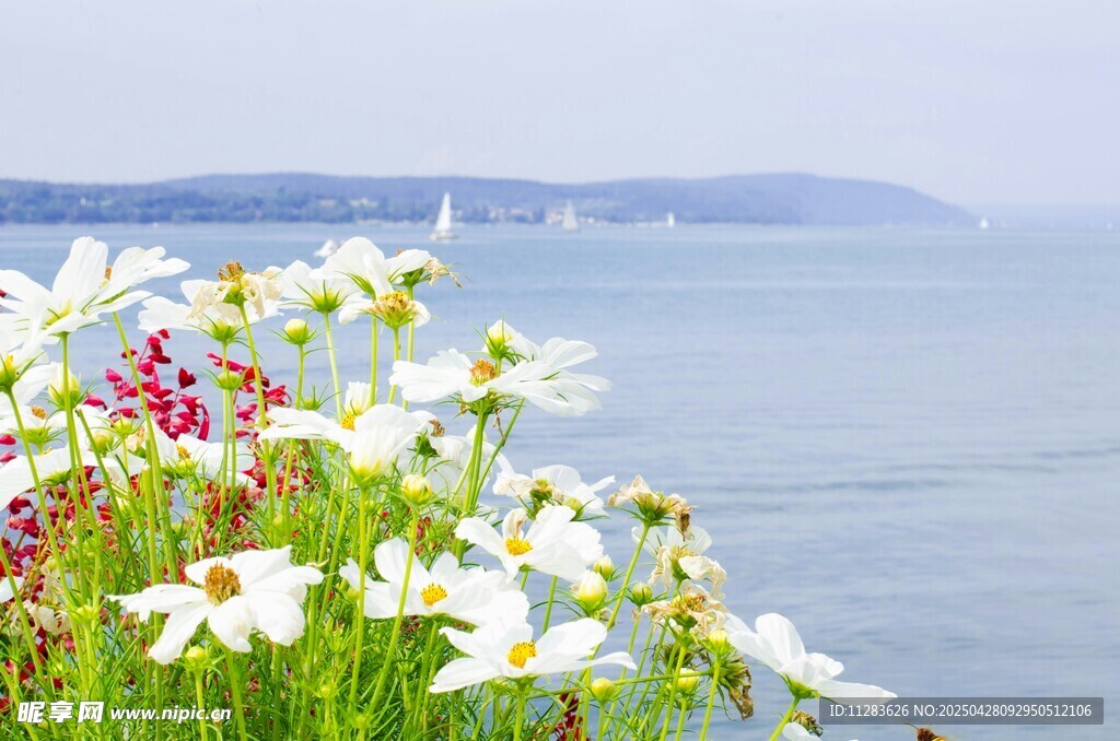 海边菊花丛