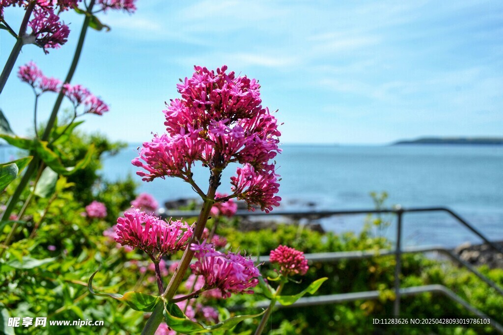 海边绽放的艳丽绣球花