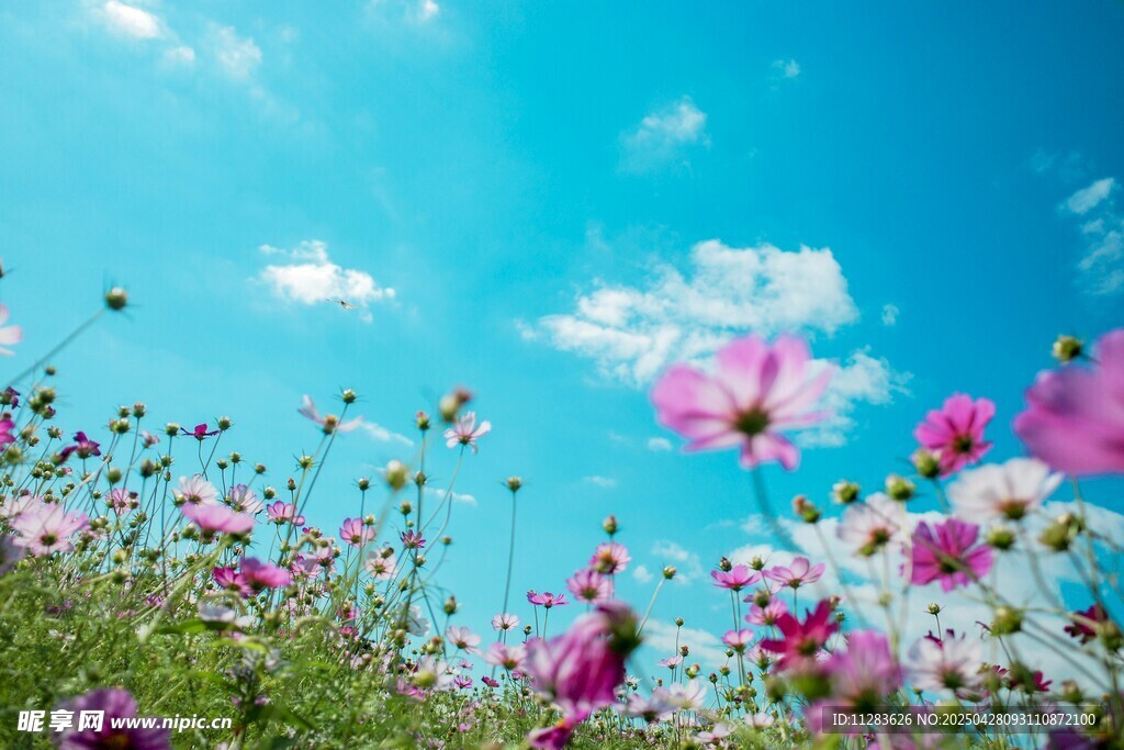 太阳花花海