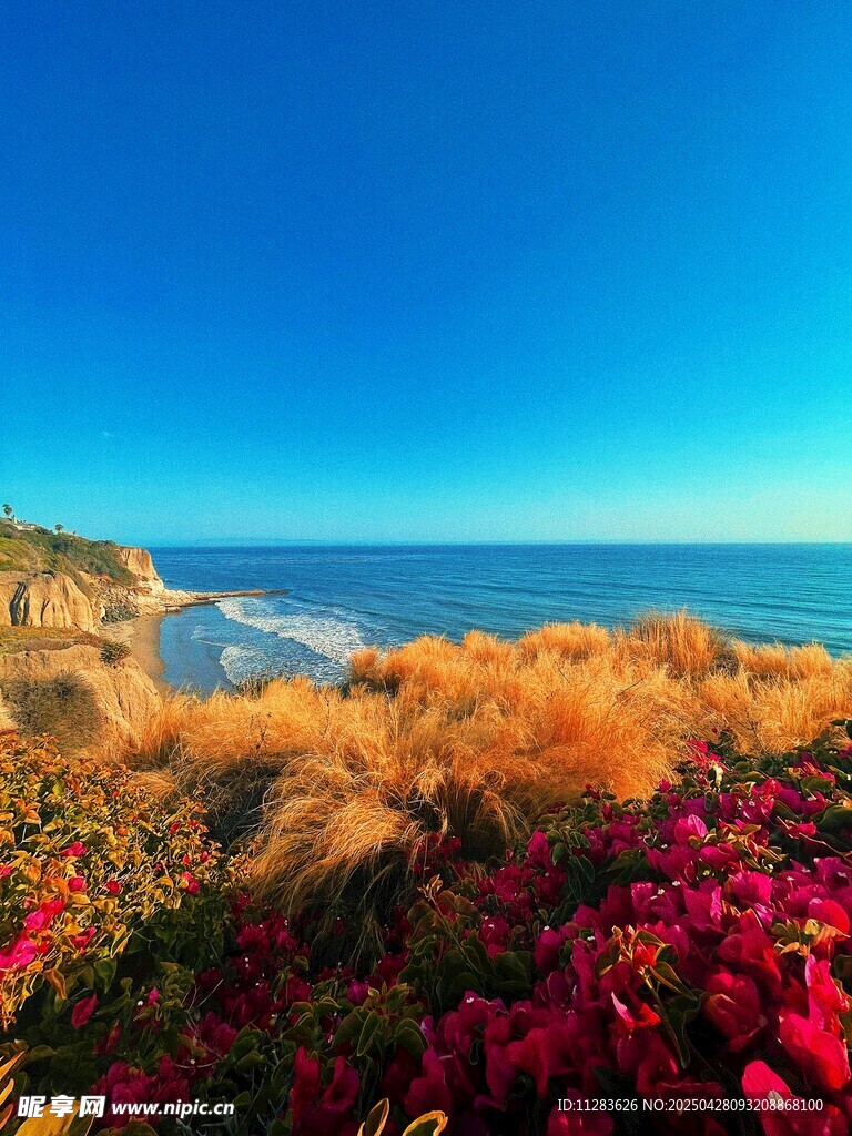 海边杜鹃花