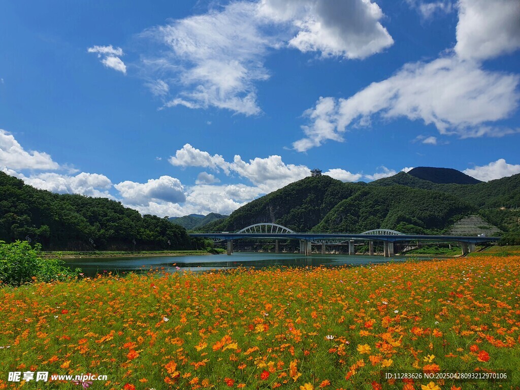多彩菊花花海