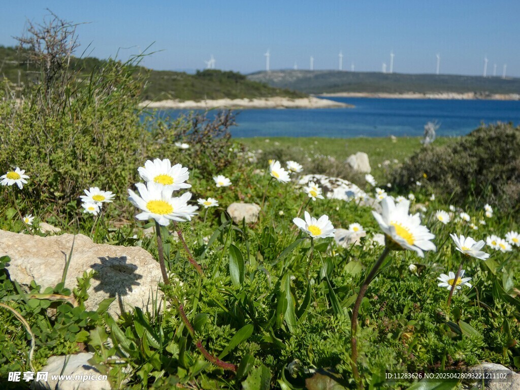 海边绽放的白色雏菊