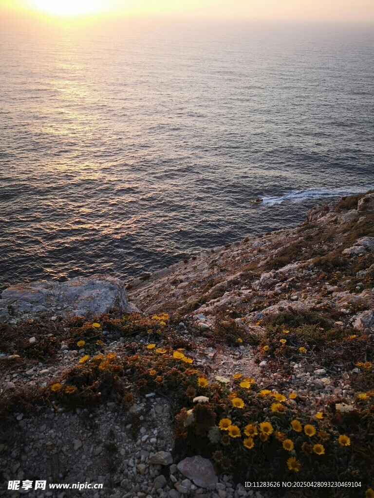 海边日出下的烂漫黄花