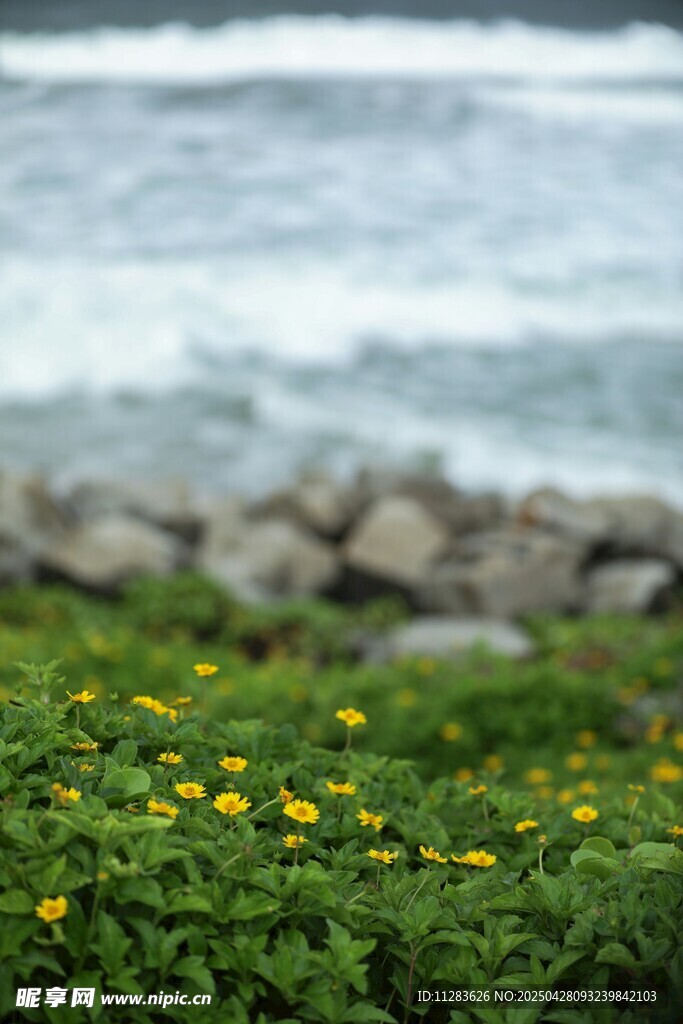 黄色小菊花