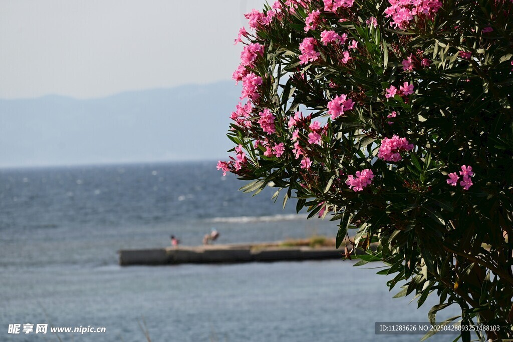 海边杜鹃花