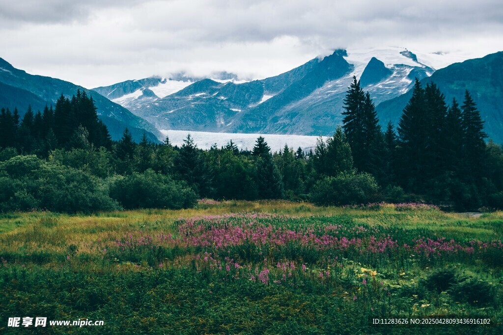 山间花海与远处雪山美景
