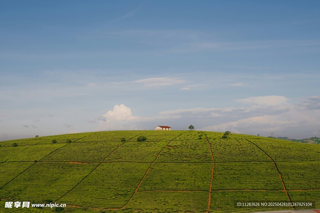 绿色山丘上的开阔风景