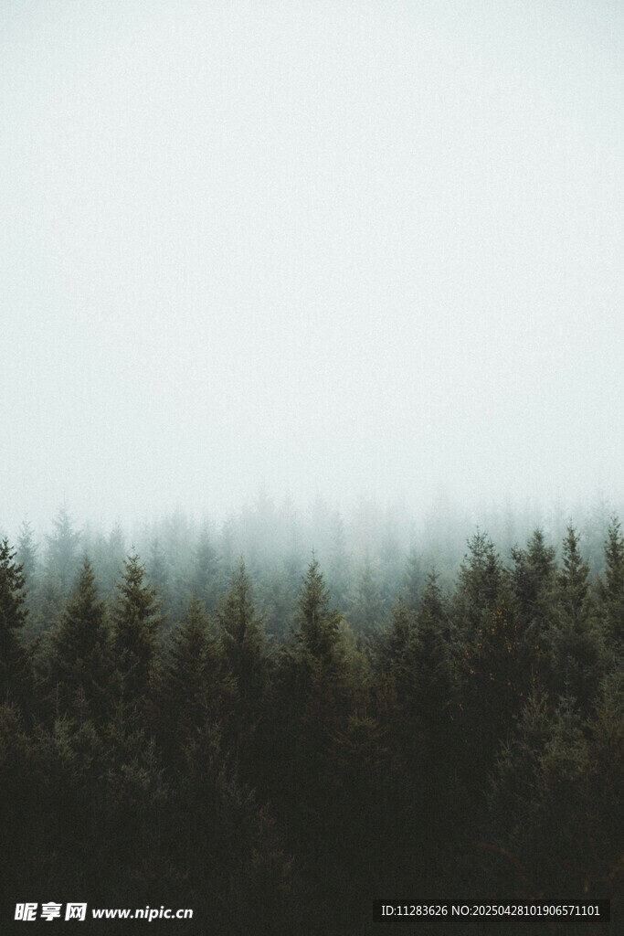 雾中森林景观