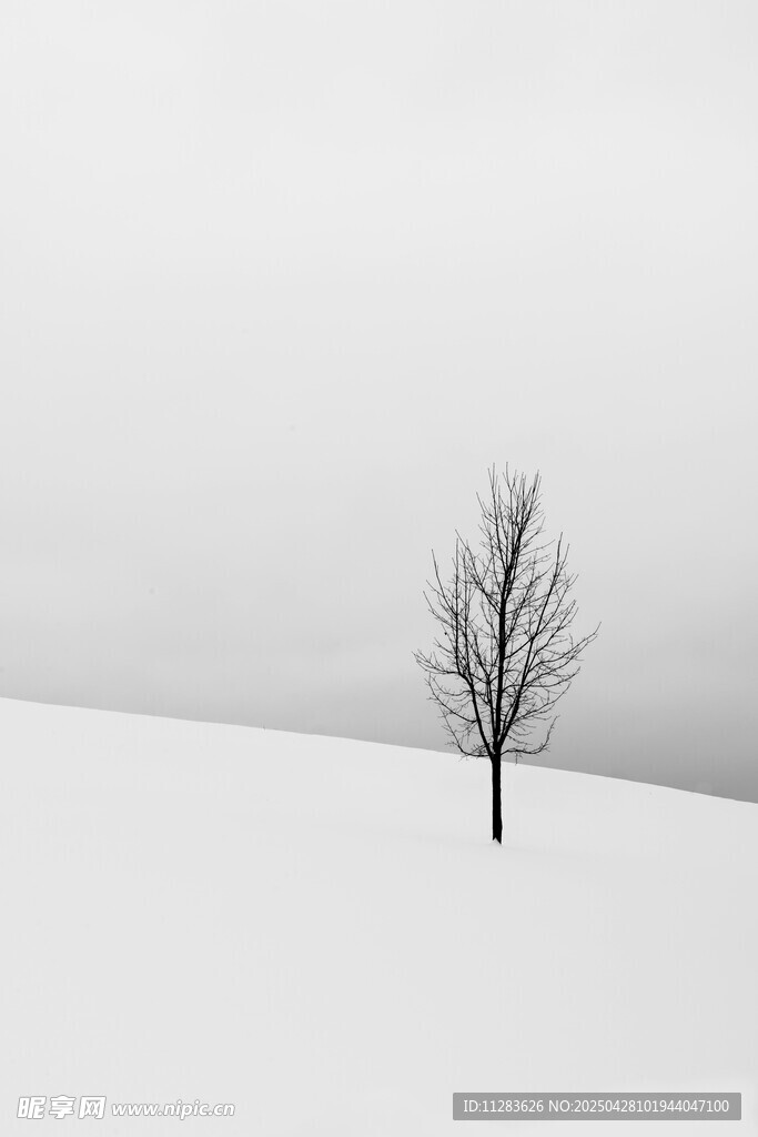 雪野中的孤独枯树