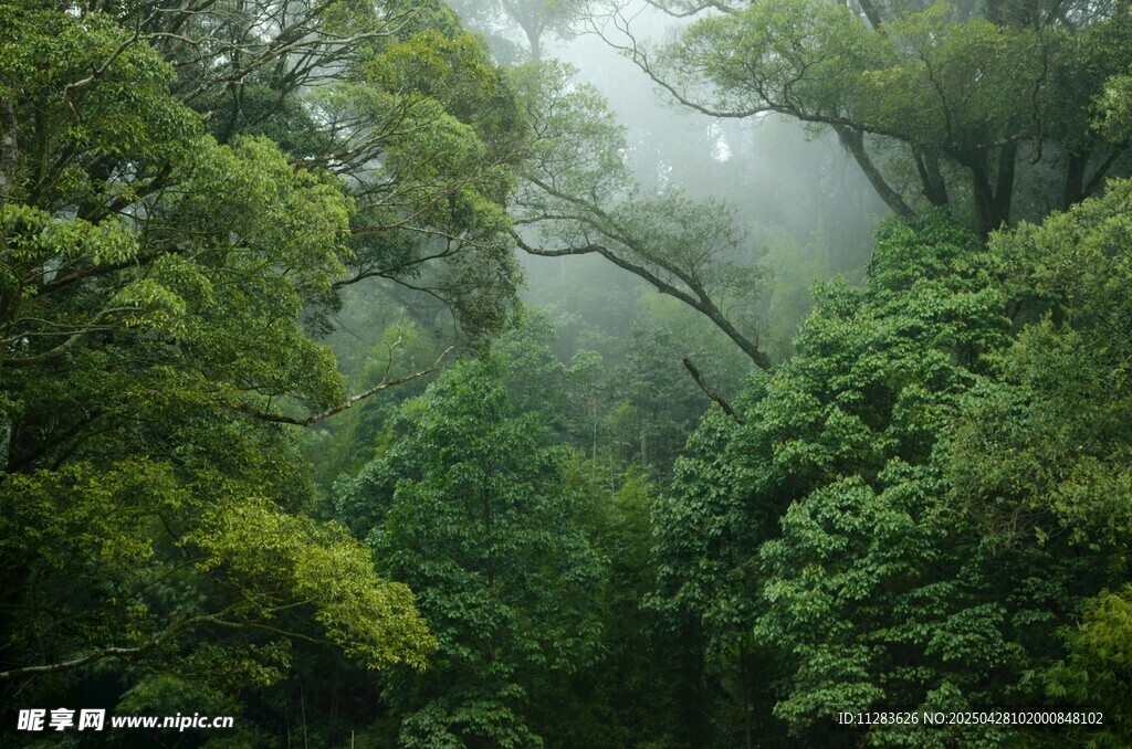雾中葱郁山林美景