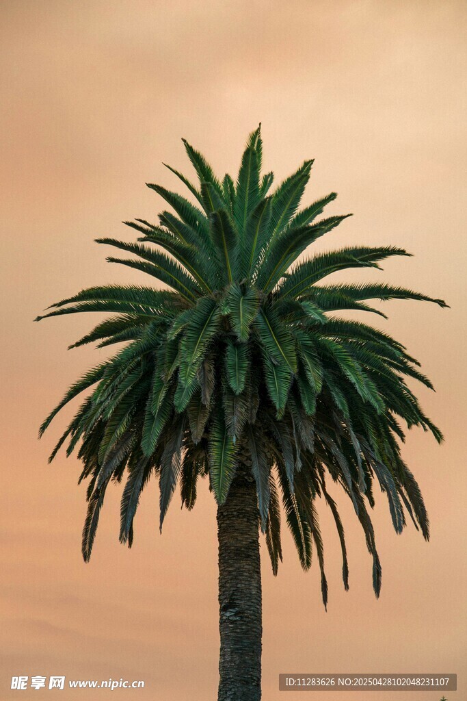 夕阳下的孤独棕榈树