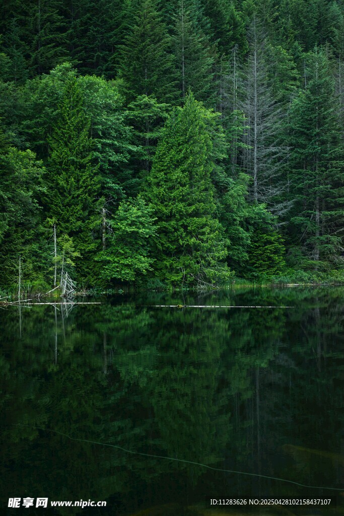 静谧森林中的平静湖水