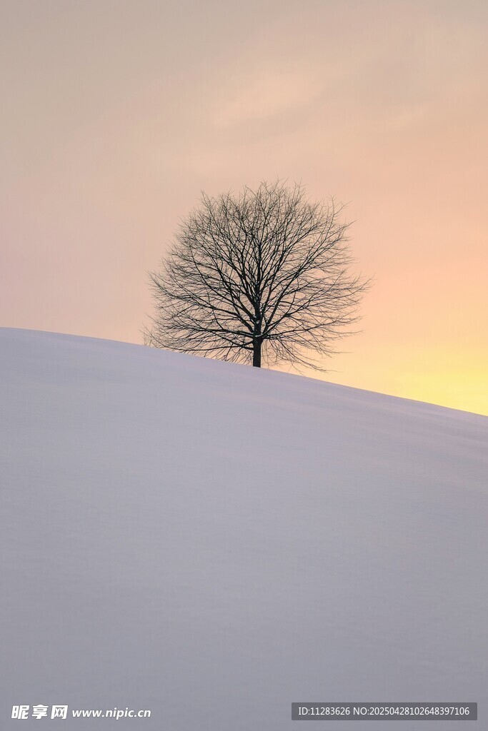 雪坡上的孤树与黄昏美景