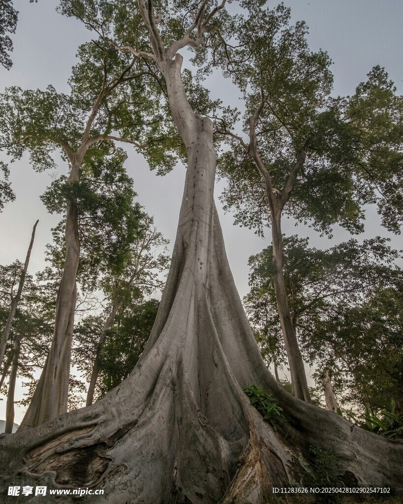 巨树挺拔