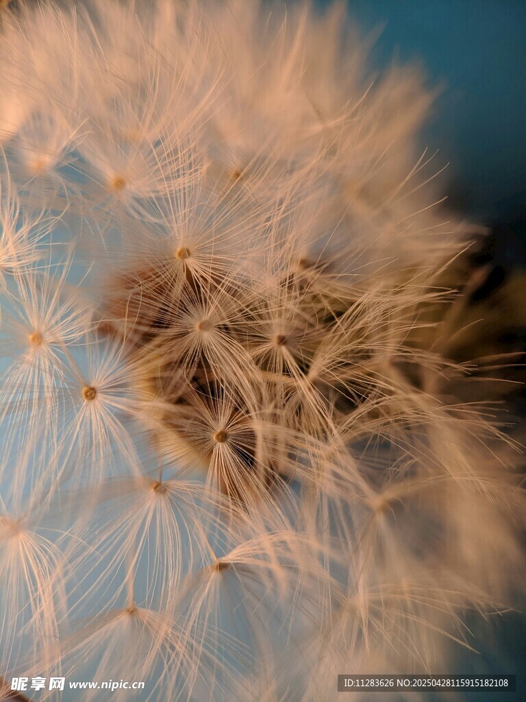 蒲公英种子特写