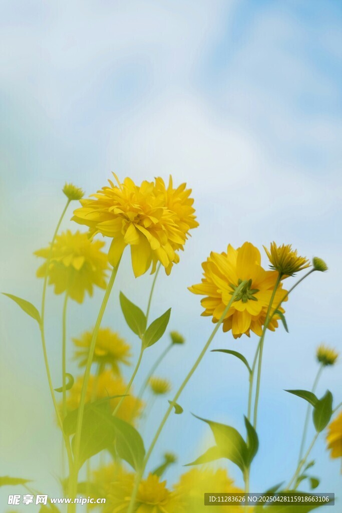 蓝天映衬下的灿烂小黄花