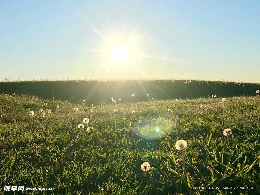 阳光下的蒲公英草地