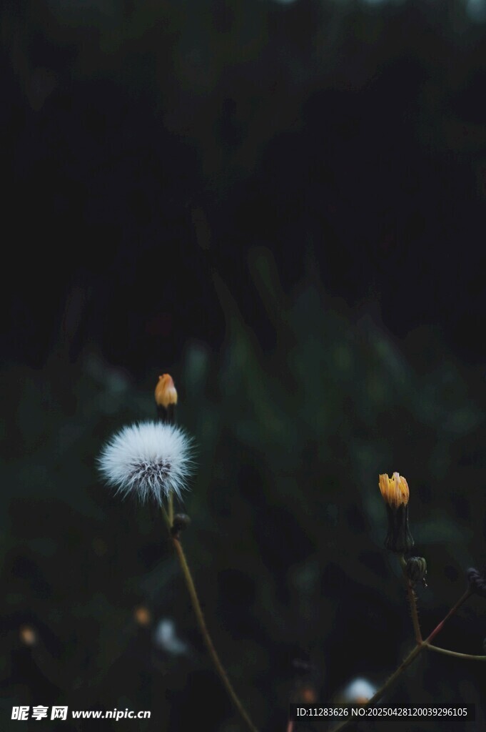夜中绽放的蒲公英小花
