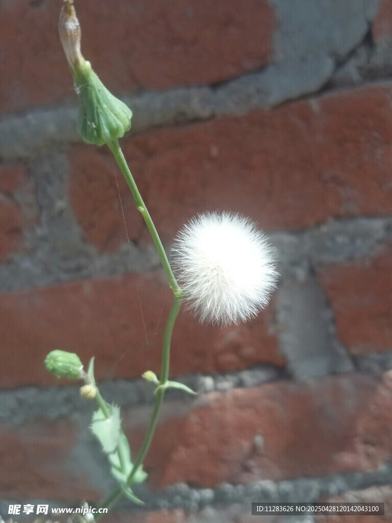 墙边蒲公英绽放小绒球