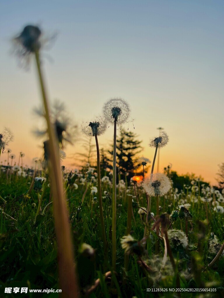 夕阳下的蒲公英美景