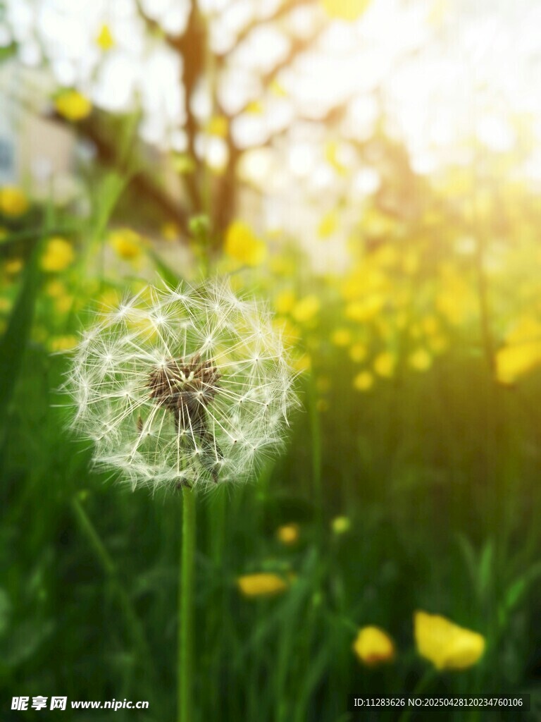 阳光下的蒲公英