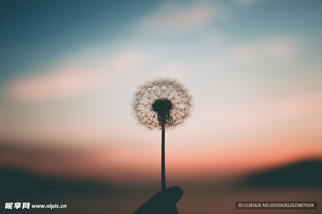 夕阳下的蒲公英特写