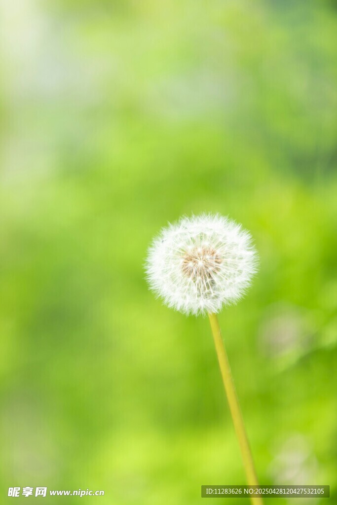 清新蒲公英绽于绿意间