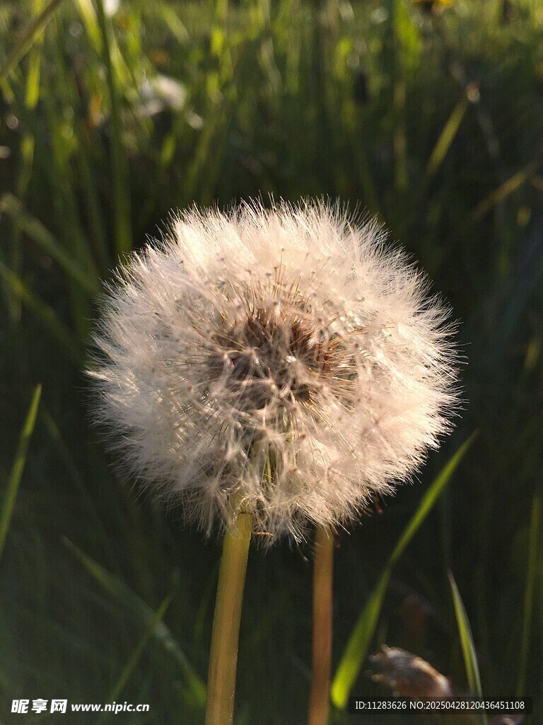 阳光下的蒲公英