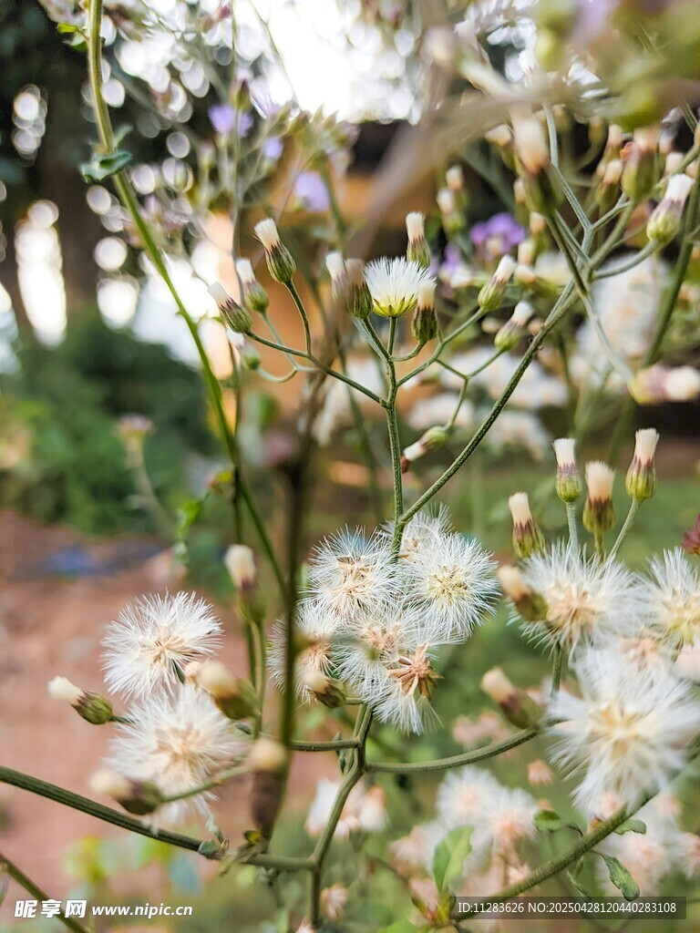 白色小花绽放于绿植间