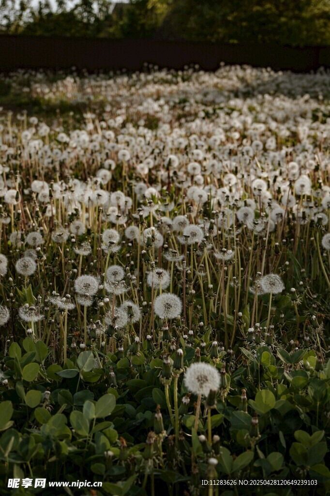 蒲公英花海绽放的美丽