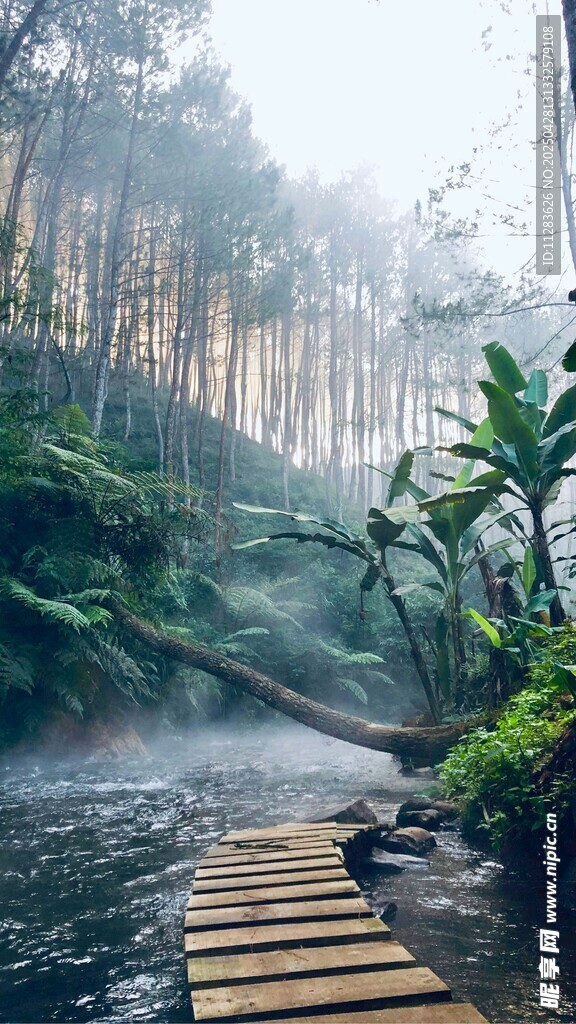 林间木栈道 静谧自然景